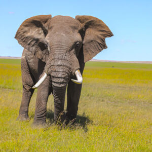 3 Days Masai Mara Safaris, 3 Days Masai Mara Wildebeest Migration