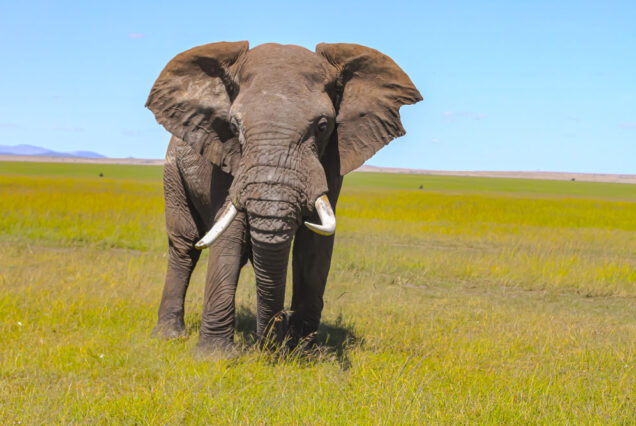 3 Days Masai Mara Safaris, 3 Days Masai Mara Wildebeest Migration