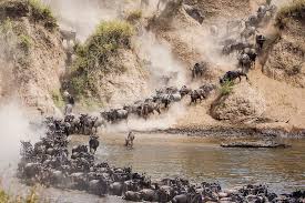 4 Days Maasai Mara – Great Wildebeest Migration Safari