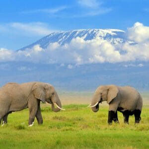 3 Days Amboseli Camping Safari – Budget Adventure on the Slopes of Mount Kilimanjaro