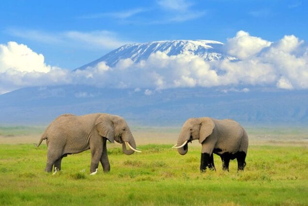 3 Days Amboseli Camping Safari – Budget Adventure on the Slopes of Mount Kilimanjaro