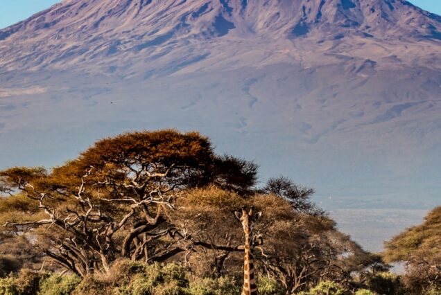 a giraffe standing in a field with a mountain in the background