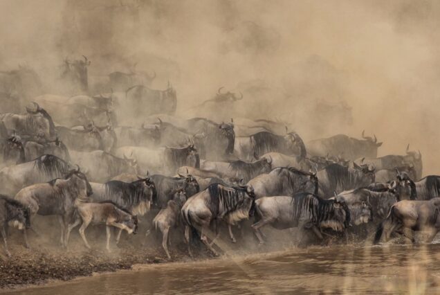 wildebeest about to cross at the river painting