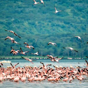 flock of birds flying over the sea during daytime