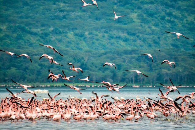 flock of birds flying over the sea during daytime
