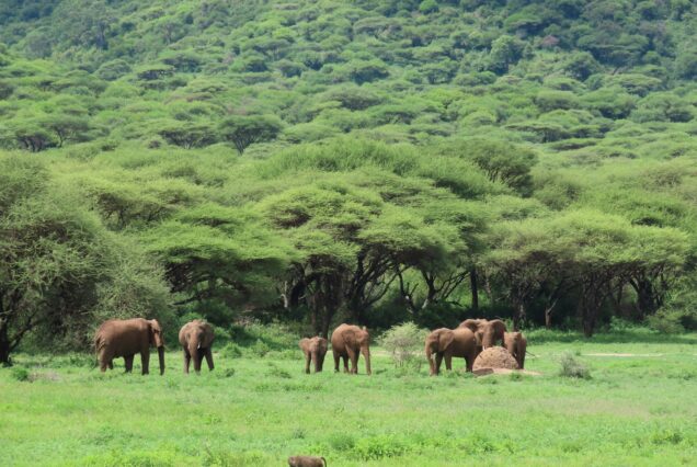 herd of elephant on green grass field during daytime