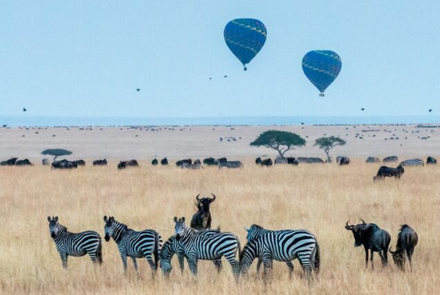 two hot air balloons in the wild