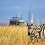 a couple of zebra standing on top of a dry grass field