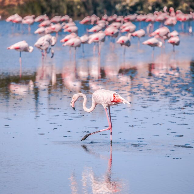Flamingoes