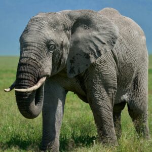 grey elephant on green grass field during daytime