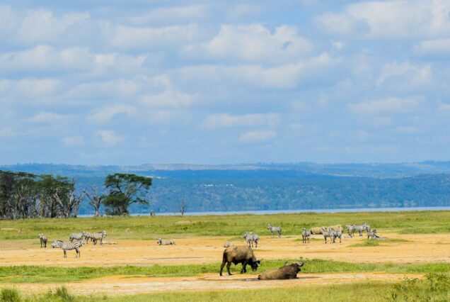 herd of water buffalo on green grass field during daytime