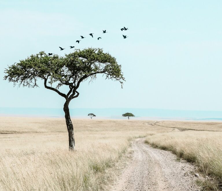 bird flying above grassland