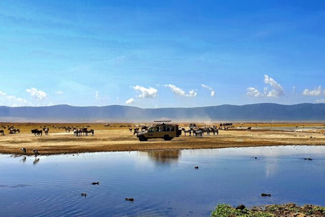 a herd of wild animals standing on top of a dry grass field