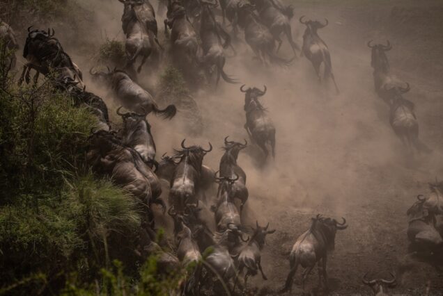 a herd of wildebeest running across a dirt field