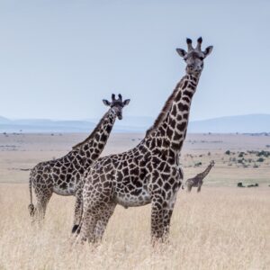 giraffes at the middle of the field