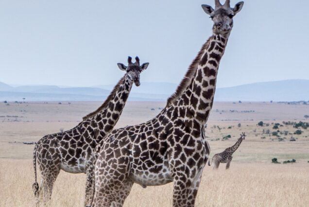 giraffes at the middle of the field