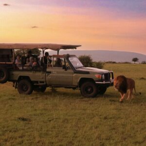 a safari vehicle with passengers and a lion