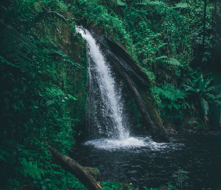 a waterfall in a forest